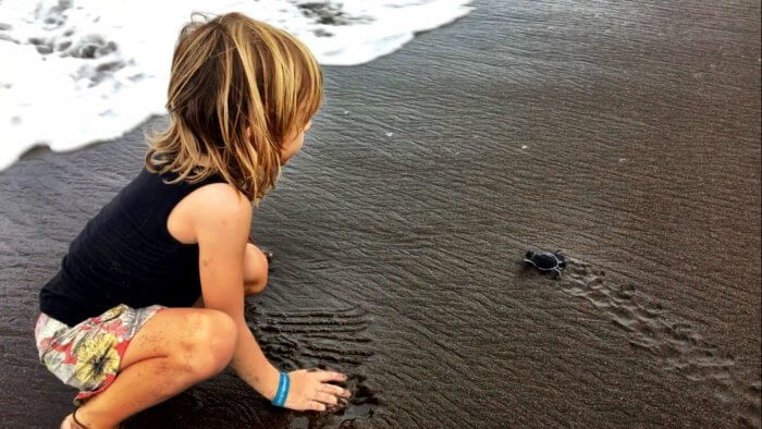 Baby Schildkröten in Costa Rica mit Kind